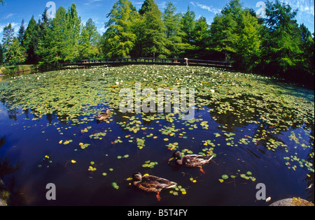 Étang de cyprès, Vandusen Botanical Garden, Vancouver, Canada Banque D'Images