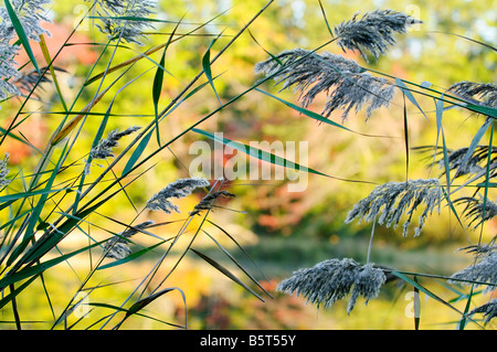 Les Phragmites, roseaux communs sur la rive d'un marais de la baie de Chesapeake. Banque D'Images