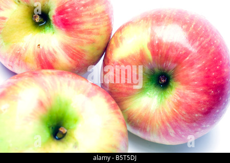 Variété de pommes honeycrisp crisp juteuse et sucrée un croisement entre l'or et de miel macoun cultivés au Canada Banque D'Images