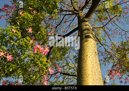 Chorisia speciosa en fleur Banque D'Images