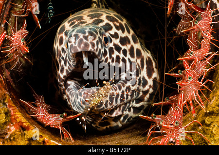 Une murène Gymnothorax, nid d'favageneus, bec de charnière, crevettes Rhynchocinetes sp, et l'assainissement de la crevette, de l'Indonésie. Banque D'Images