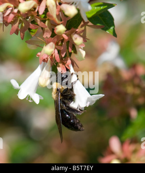 Bourdon semi-noir, Bombus vagans, se nourrissant d'Abelia x grandiflora, Abelia brillant. Oklahoma, États-Unis Banque D'Images