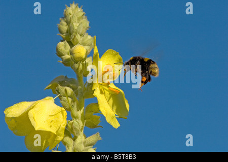 Bumblebee avec orange la charge pollinique battant à fleur de molène Verbascum Banque D'Images