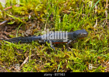 (Triturus alpestris Ichthyosaura / Mesotriton) triton alpestre, mâle Banque D'Images