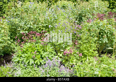 Frontière de printemps de diverses plantes et arbustes. Banque D'Images