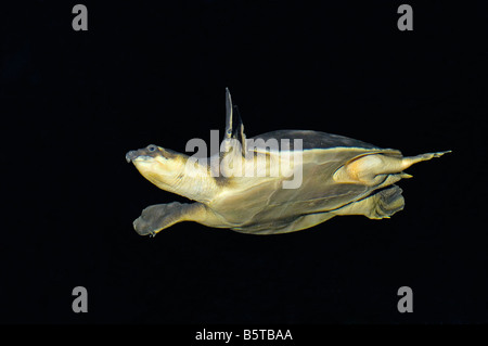 Nez de cochon Carettochelys insculpta Tortue est un fossile vivant dans le Territoire du Nord en Australie et en Nouvelle Guinée Banque D'Images