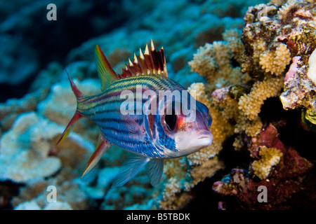 Méné bleu marignans, Neoniphon sammara,, Hawaï. Banque D'Images