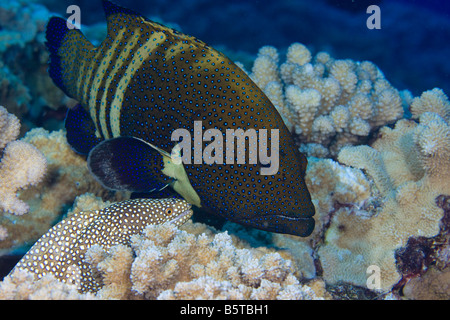 Mérou paon, Cephalopholis argus et rivière Whitemouth, murène Gymnothorax meleagris, New York. Banque D'Images