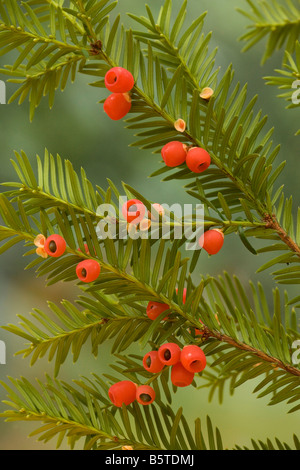 Yew Tree en automne avec les baies mûres Banque D'Images