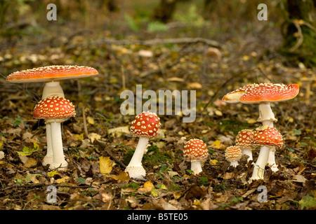 Agaric Fly utilisé comme un hallucinogène et comme un tueur de mouche Banque D'Images