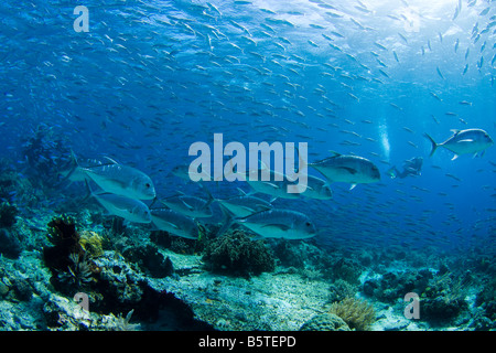 Plongeur et une école de giant trevally, Caranx ignobilis, chasse fusiliers sur le récif dans le Parc National de Komodo, en Indonésie. Banque D'Images