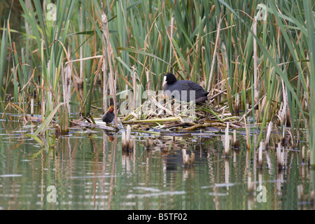 Coot Fulica atra assis sur son nid avec les jeunes au marais de la réserve RSPB Rainham, Londres, Angleterre. Banque D'Images