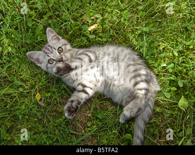 Chaton British Shorthair 10 semaines - lying on meadow Banque D'Images