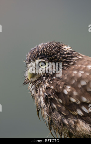 Athene noctua chevêche imprégnée la chasse après avoir baignoire Banque D'Images