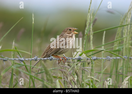 Bruant Proyer Miliaria calandra chant sur barbelés avec les récoltes en arrière-plan à un Shropshire ferme. Banque D'Images