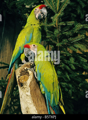 La grande Macaw verte, la Macaw de Buffon, la Grande Macaw militaire (Ara ambiguus). Associer dans une arborescence Banque D'Images