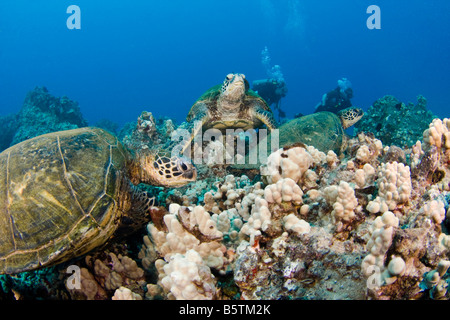 Une espèce en voie de disparition, les tortues vertes Chelonia mydas, sont une vue commune autour des îles d'Hawaï. Banque D'Images