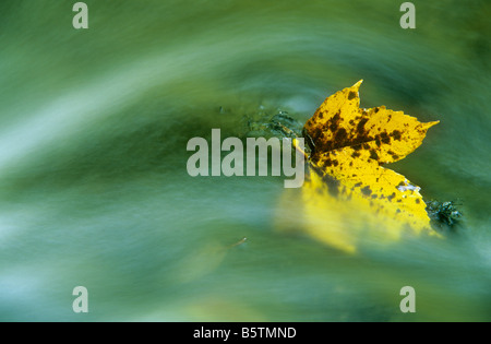 Autumm, feuille d'érable de Norvège, dans le flux Banque D'Images