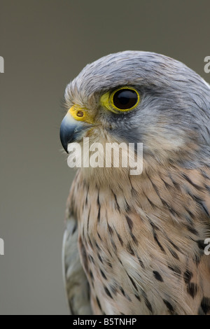 Close up of male Kestrel Falco tinnunculus tête et épaules. Banque D'Images