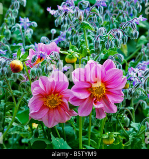 Une combinaison de couleurs et de Bourrache à fleurs Dahlias Rose Banque D'Images