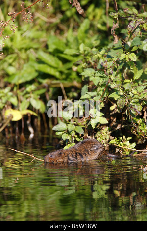 Le Campagnol de l'eau Arvicola terrestris seul adulte natation dans canal prises Octobre Derbyshire UK Banque D'Images