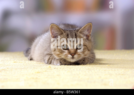 British Shorthair cat - chaton - lying Banque D'Images