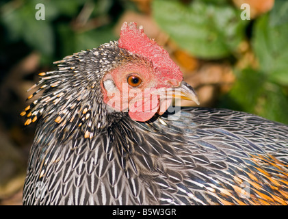 La Jungle Fowl Sonnerat (Gallus sonnerati) Banque D'Images