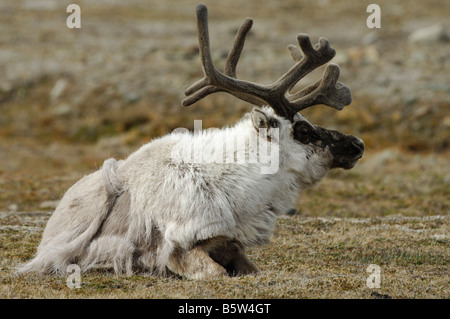 Bull Caribou (Rangifer tarandus platyrhynchus), reposant sur la toundra, portrait Banque D'Images