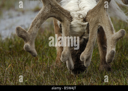 Bull Caribou (Rangifer tarandus platyrhynchus), l'alimentation, close-up of antlers Banque D'Images