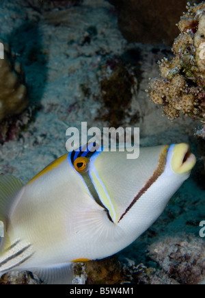 Arabian-Picasso curieusement conscient (Rhinecanthus assasi baliste) sur Elphinstone Reef dans le sud de la Mer Rouge. Banque D'Images