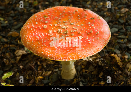 Agaric Fly, Amanita muscaria, dans la vallée de la Sabine, Nelson Lakes National Park, South Island, New Zealand Banque D'Images