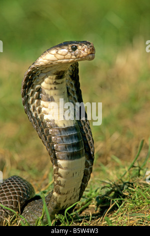 Cobra indien ou cobra à lunettes, Naja naja, Sri Lanka Photo Stock - Alamy