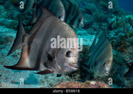 Petite école de Atlantic spadefish (Chaetodipterus faber), sur un récif dans les Florida Keys. Banque D'Images