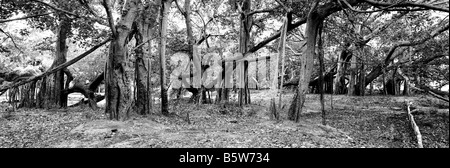 Ficus benghalensis. Thimmamma Marrimanu Banyan Tree, près de Kadiri, Andhra Pradesh, Inde. La plus grande du sud de l'Inde Banyan Tree. Le noir et blanc Banque D'Images