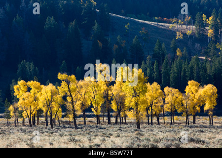 In la couleur de l'automne, Lamar Valley, le Parc National de Yellowstone, Wyoming, USA ; Banque D'Images