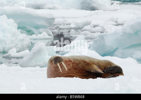 Le morse (Odobenus rosmarus), reposant sur la glace, portrait Banque D'Images