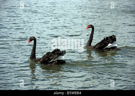 Paire DE NATATION SUR LE LAC DES CYGNES NOIRS (Cygnus atratus EST NÉE EN AUSTRALIE puis introduire à la Nouvelle-Zélande et à l'ELS introduit quelques Banque D'Images