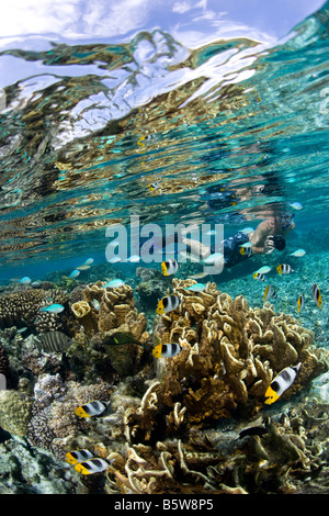 Poissons tropicaux colorés au milieu d'un jardin de corail Banque D'Images