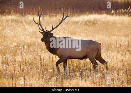 Bull, le Wapiti Cervus canadensis) le long de la rivière Madison, Yellowstone National Park, Wyoming, USA Banque D'Images