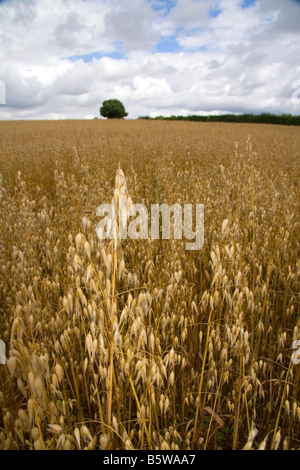 Domaine de la venu de l'avoine dans les Cotswolds de West Centre de l'Angleterre Banque D'Images