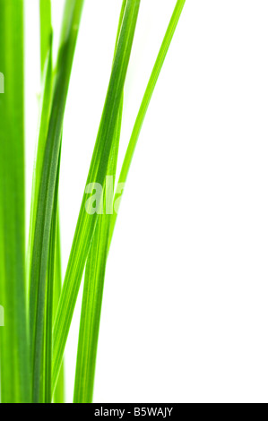 Brins d'herbe verte isolée sur fond blanc Banque D'Images