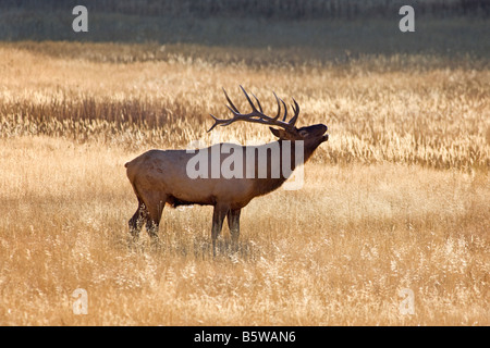 Bull, le Wapiti Cervus canadensis) le long de la rivière Madison, Yellowstone National Park, Wyoming, USA Banque D'Images