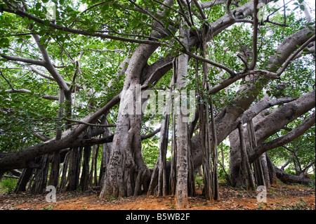 Ficus benghalensis. Thimmamma Marrimanu Banyan Tree, près de Kadiri, Andhra Pradesh, Inde. La plus grande du sud de l'Inde Banyan Tree Banque D'Images