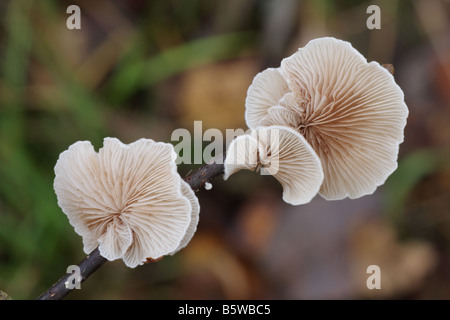 Oysterling - Crepidotus variabilis variable Banque D'Images