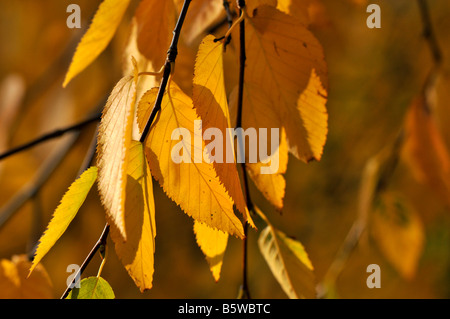 Feuilles aux couleurs automnales de Betula uber on Green grass Banque D'Images