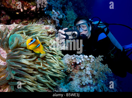 Plongeur et deux bandes de poisson clown (Amphiprion Bicinctus), endémique de la Mer Rouge Banque D'Images