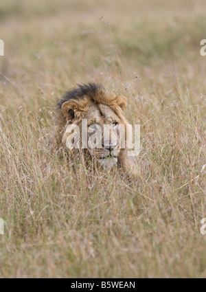 Lion mâle dans l'herbe haute Banque D'Images