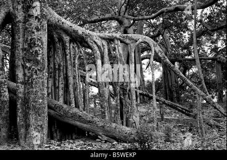 Ficus benghalensis. Thimmamma Marrimanu Banyan Tree, près de Kadiri, Andhra Pradesh, Inde. La plus grande du sud de l'Inde Banyan Tree. Le noir et blanc Banque D'Images