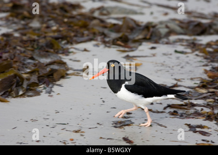 L'Huîtrier pie (Haematopus leucopodus) sur plage, Île, Îles Malouines, carcasse Banque D'Images