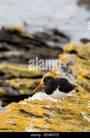 L'Huîtrier pie (Haematopus leucopodus), Île de la carcasse, des îles Malouines Banque D'Images